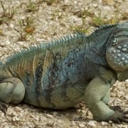 land purchase in Cayman Island saves species