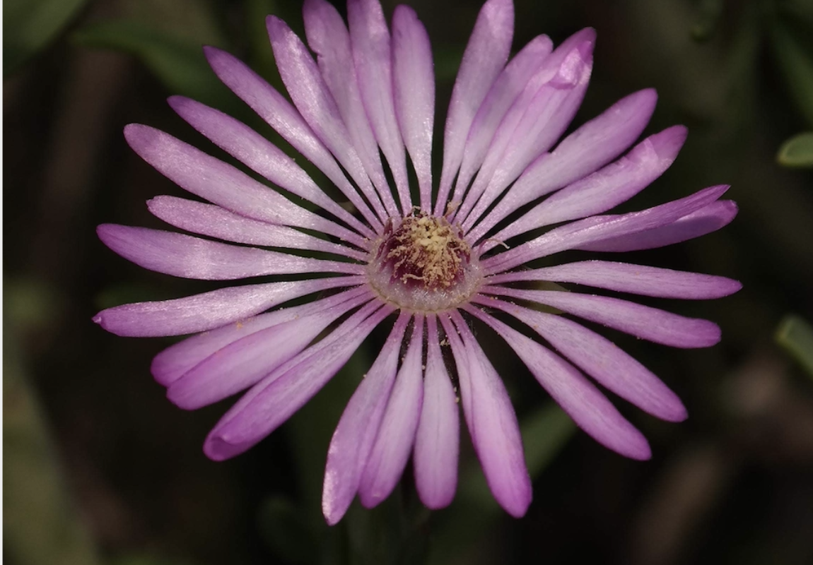 Endangered Lampranthus Flower