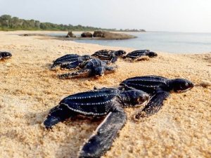 Baby Leatherback turtles make their way into the Dodo River on the Ivory Coast