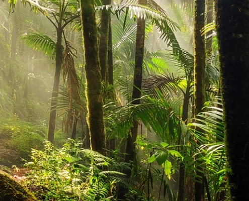 Rainforest Trust saves rainforest