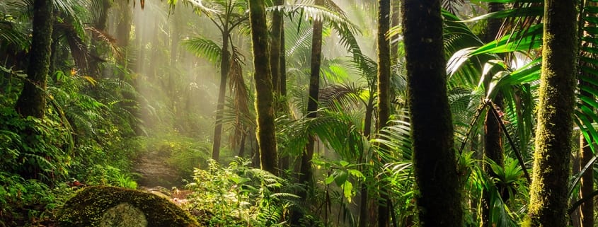 Rainforest Trust saves rainforest