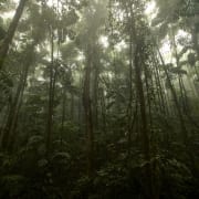 saving rainforest and protecting species