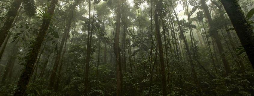 saving rainforest and protecting species