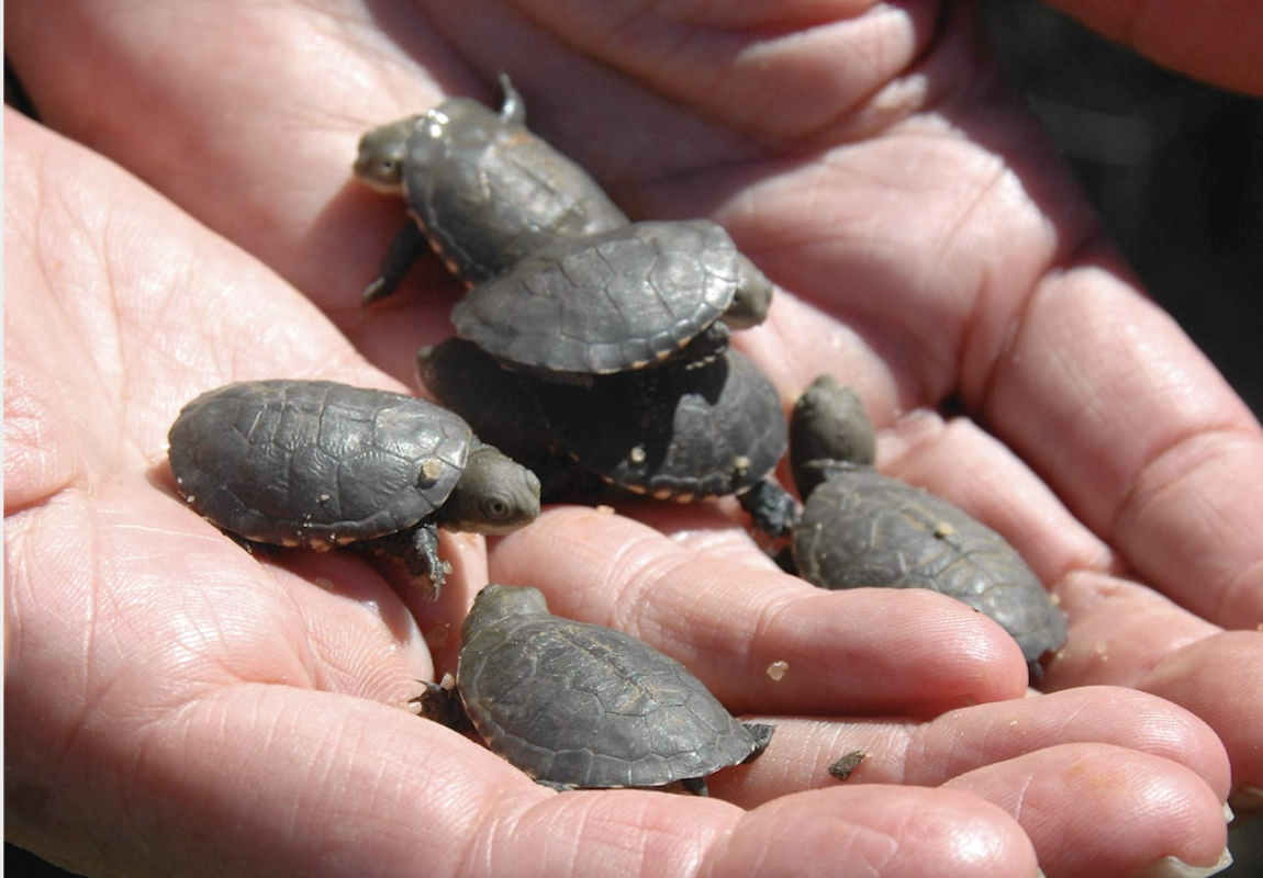 Young African Helmeted Turtles