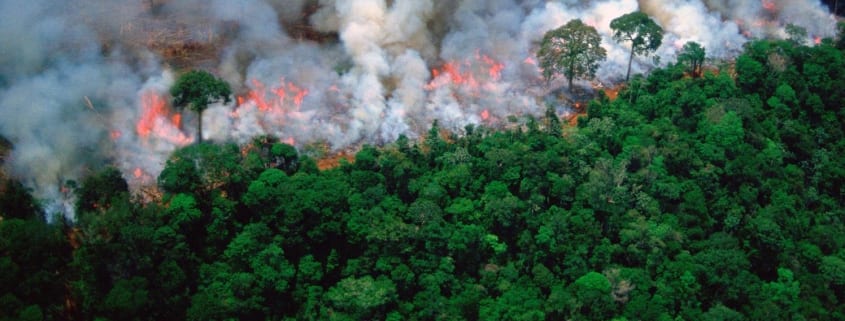 Burning Rainforest Fires