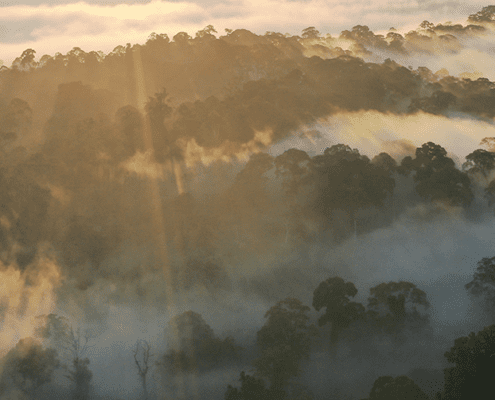 Rainforests reduce carbon emissions