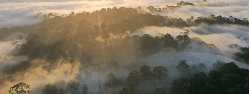 Rainforests reduce carbon emissions