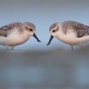 Saving species like these spoon-billed sandpipers