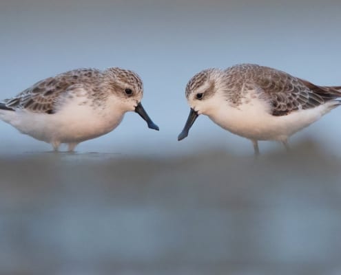 Saving species like these spoon-billed sandpipers
