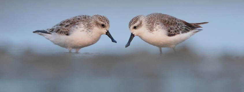 Saving species like these spoon-billed sandpipers